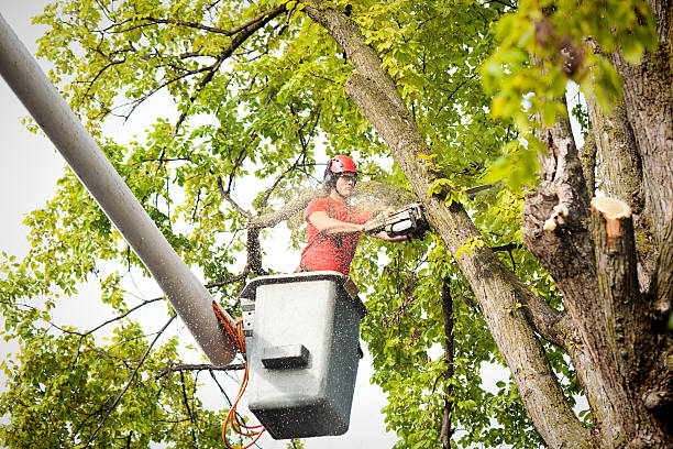 Best Commercial Tree Services  in Osage Beach, MO